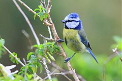 Eurasian Blue Tit